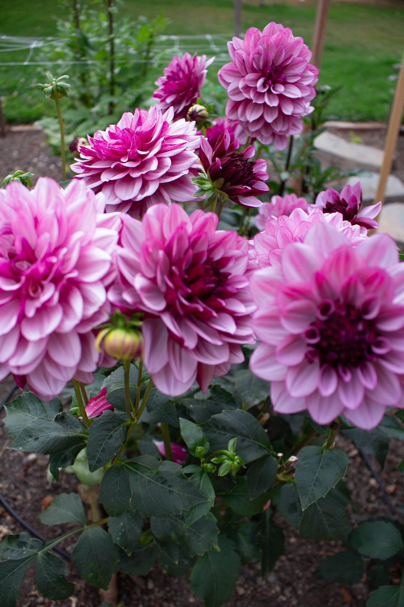Dahlia : Creme De Cassis — ciderpress lane